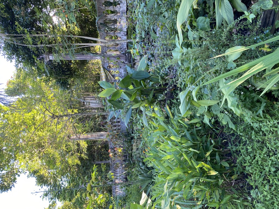 Cultivos y plantas medicinales · Finca Tierra Negra