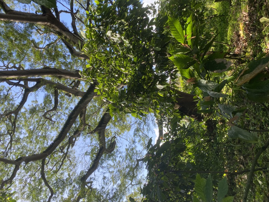 Cacao bajo árbol centenario · Finca Tierra Negra