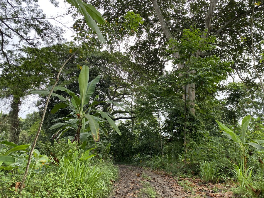 Sendero en el bosque agroforestal · Finca Tierra Negra