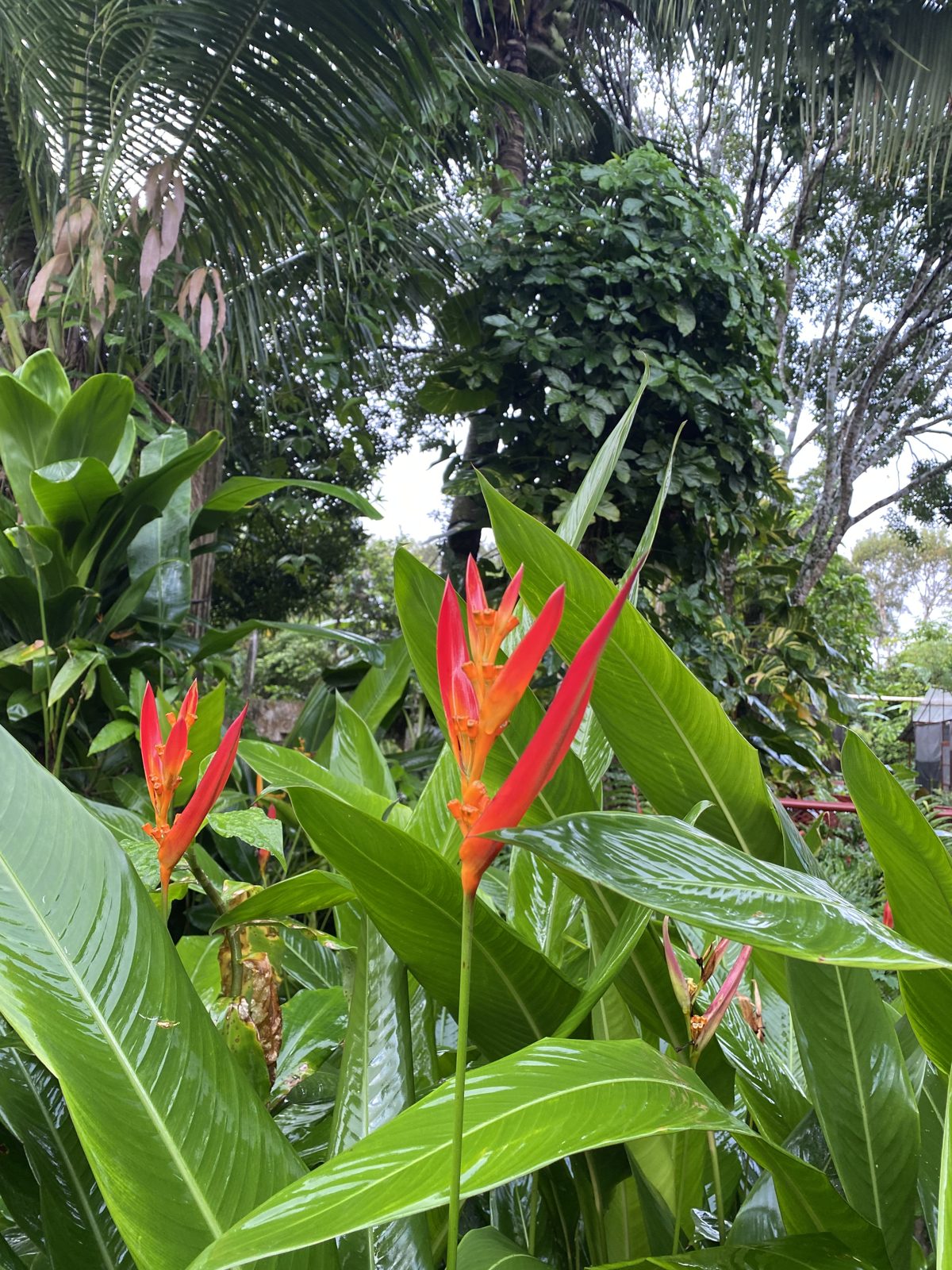 Heliconias en flor · Finca Tierra Negra