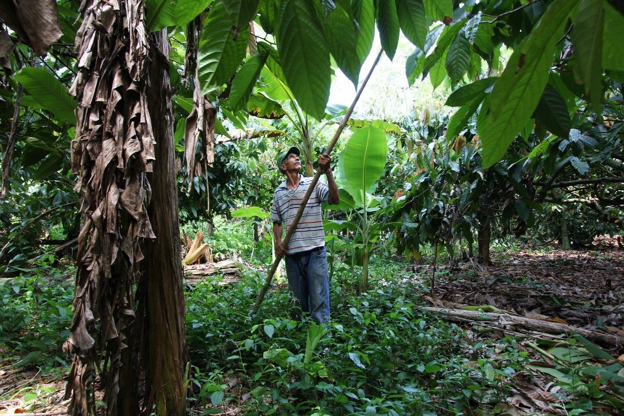 Manejo agroecológico del cacao y el guineo · Finca Tierra Negra