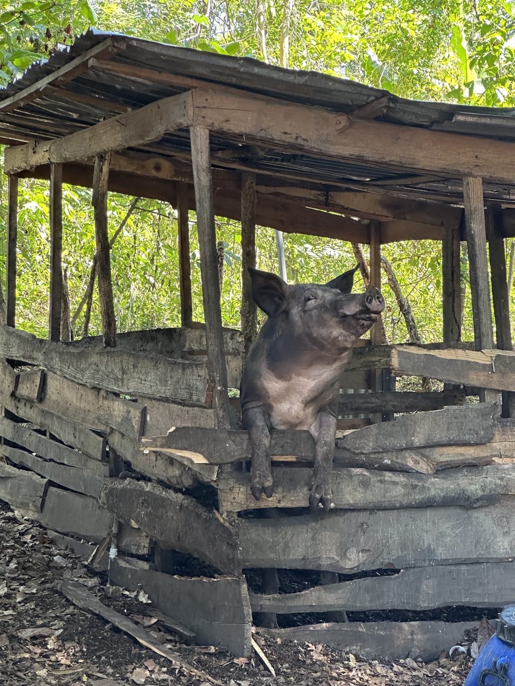 Animales de la finca · Finca Tierra Negra